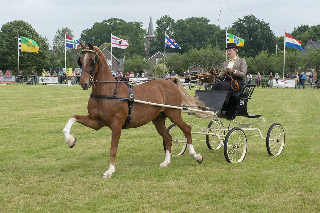 Peize paardenshow sfeer het streeknieuws 02 large